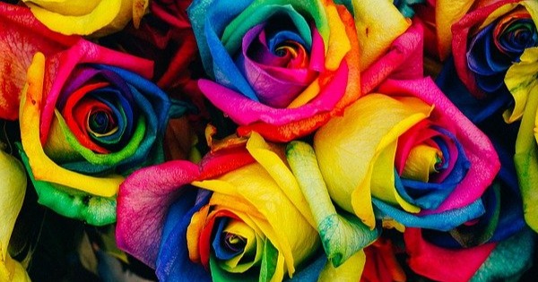 coloured roses